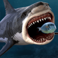 鲨鱼之王