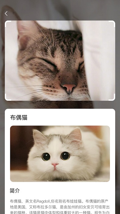 云养猫截图