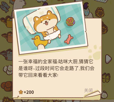 动物餐厅柴犬小宝的照片